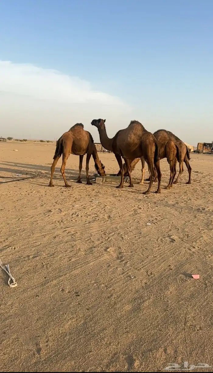 ابل للبيع من 7900 3