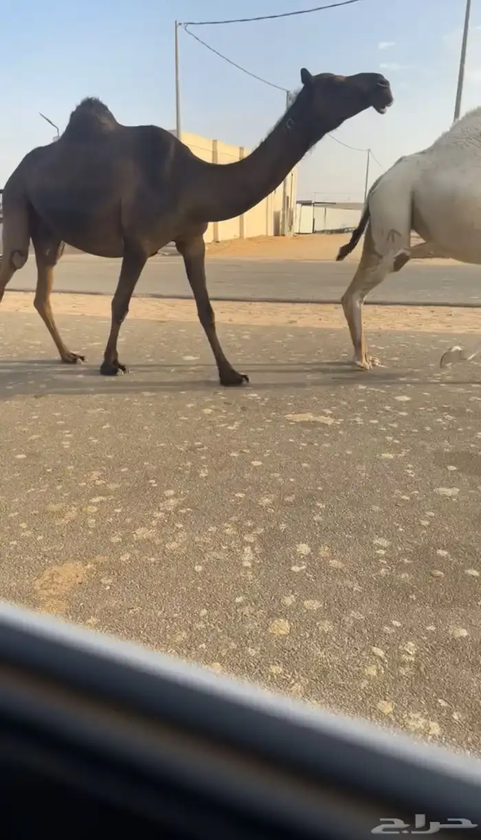 لقحة مجهم كفو على ولد قعودان الجزيره 0