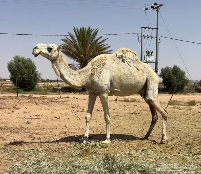 عشرا معها بكره طيبه 3