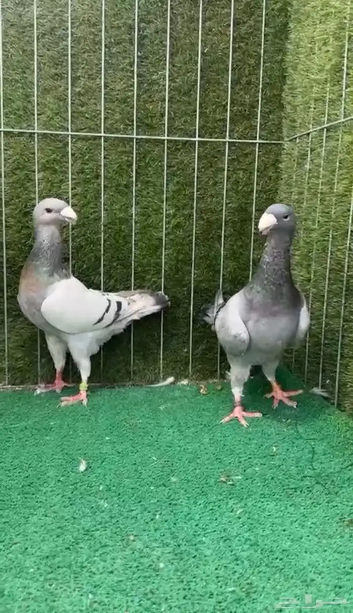 للبيع مجموعة حمام زينه 2