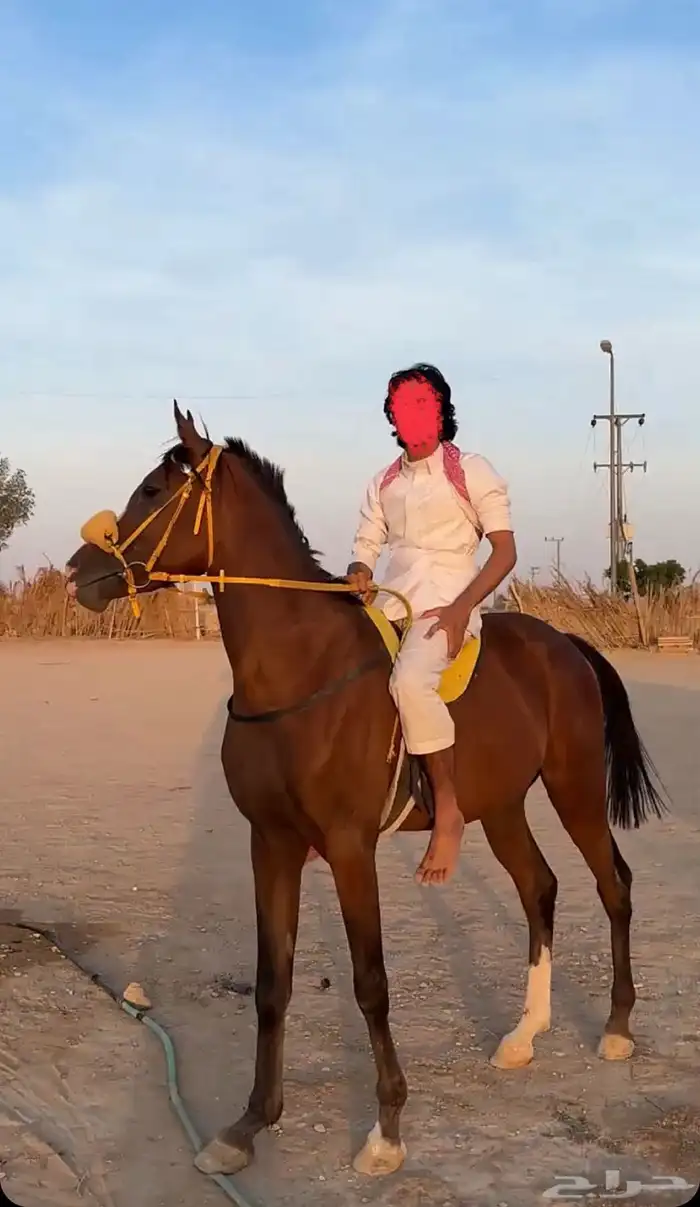 حصان سبوق للبيع 0
