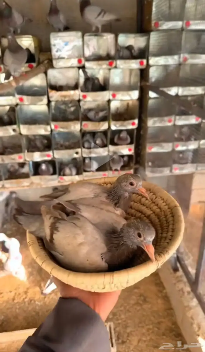 زغليل فرنسي زاجل سوبر جانبو 3