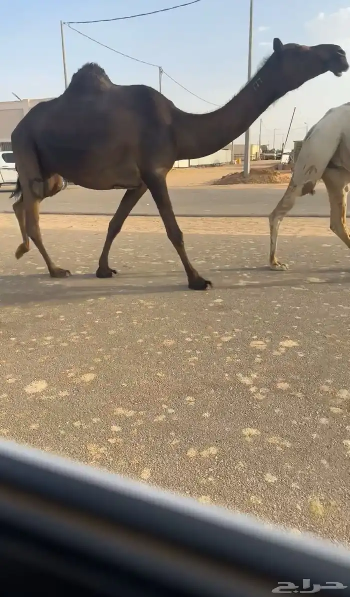 لقحة مجهم كفو على ولد قعودان الجزيره 1