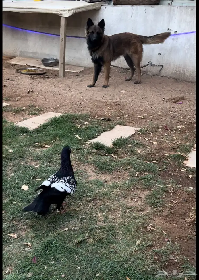 كلب جيرمن مفقود مخرج 22حي ليمامه 3