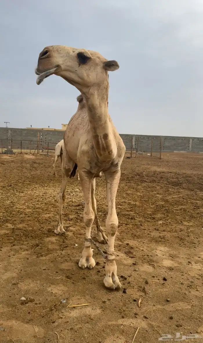 قعود لقي يدخل جذع بعد ستة اشهر 0