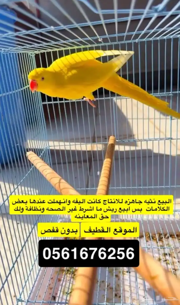 اناثي ذره لاتينو 0