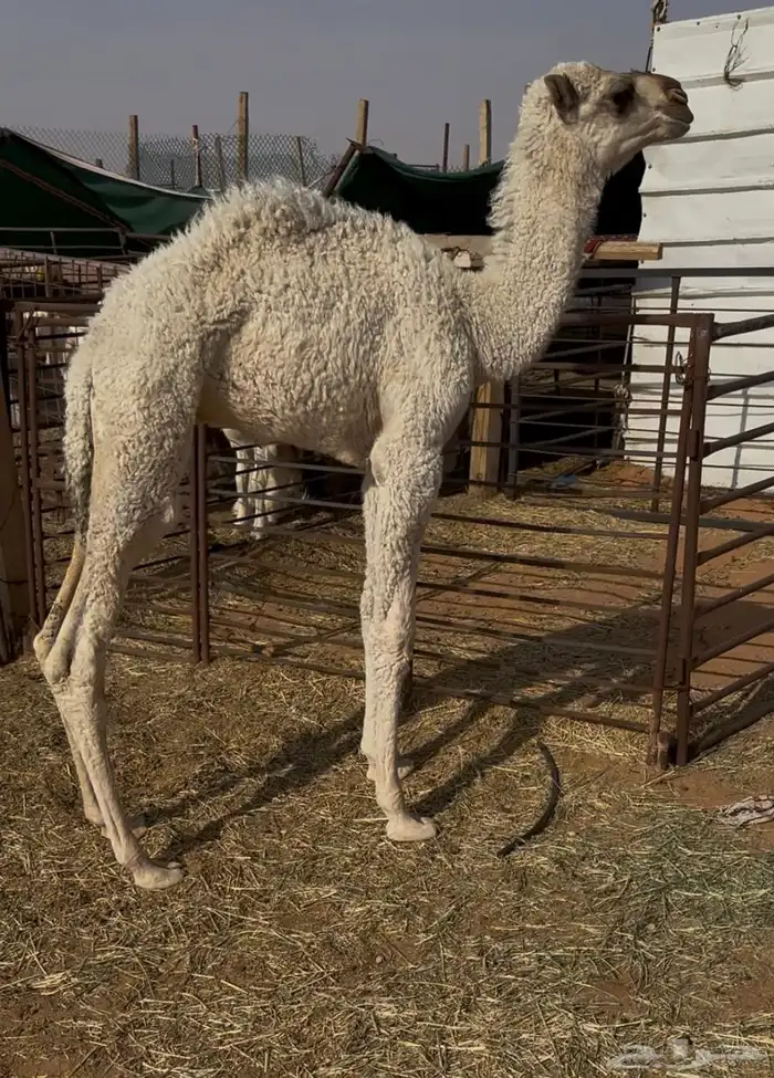 للبيع حوار عمره شهرين ونص 2