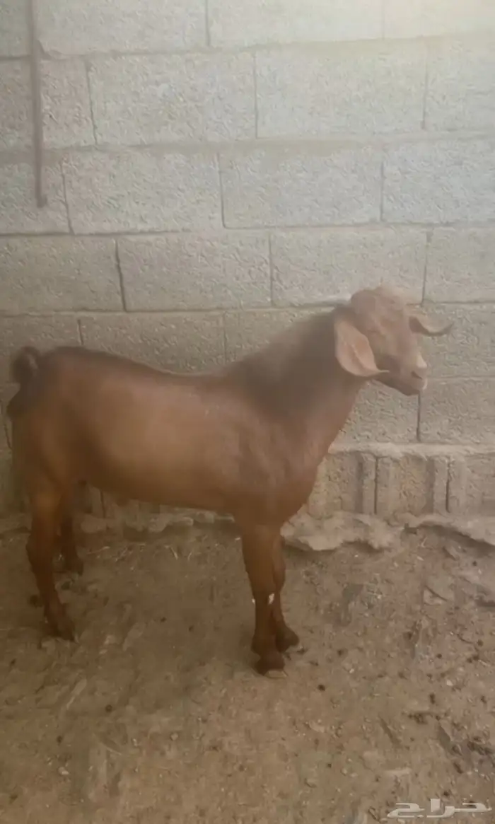 مشروع فحل 0