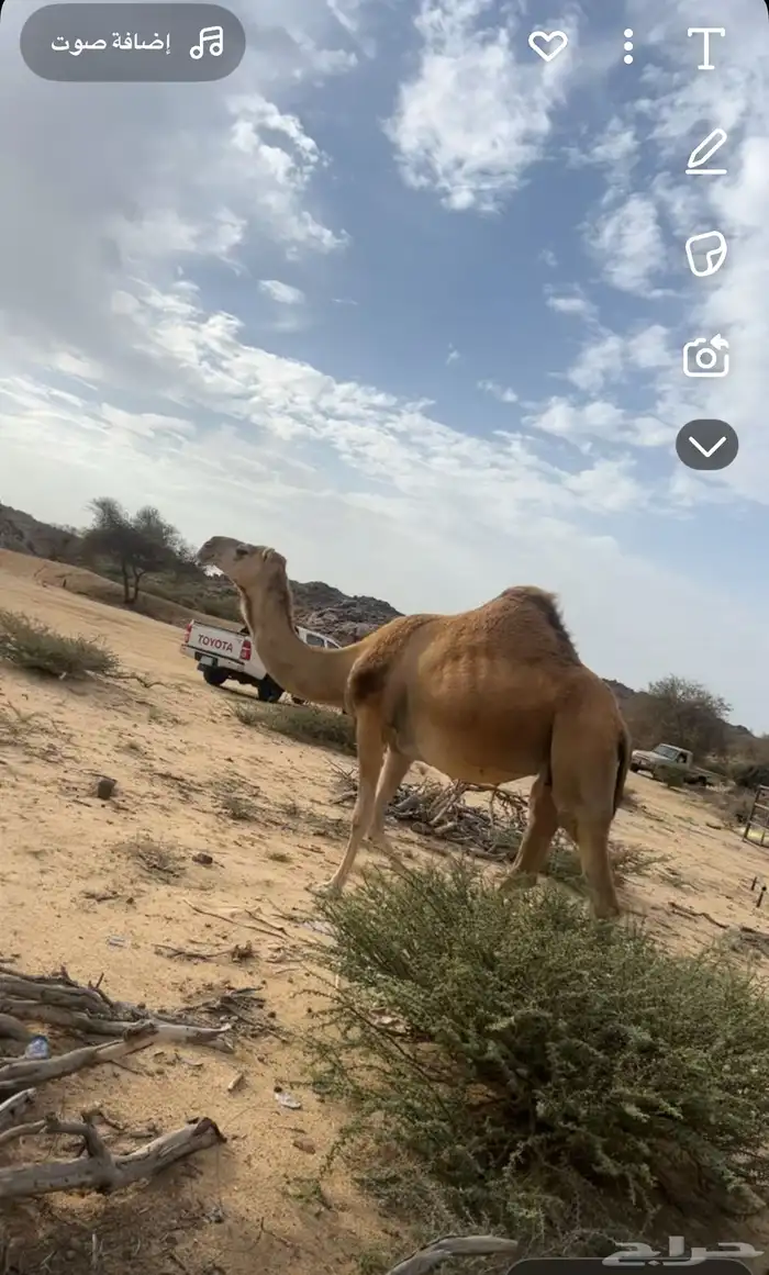 لقحة حمرا شمالية ملاقي كفو للبيع 0