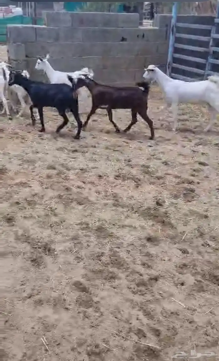 عنقان 0