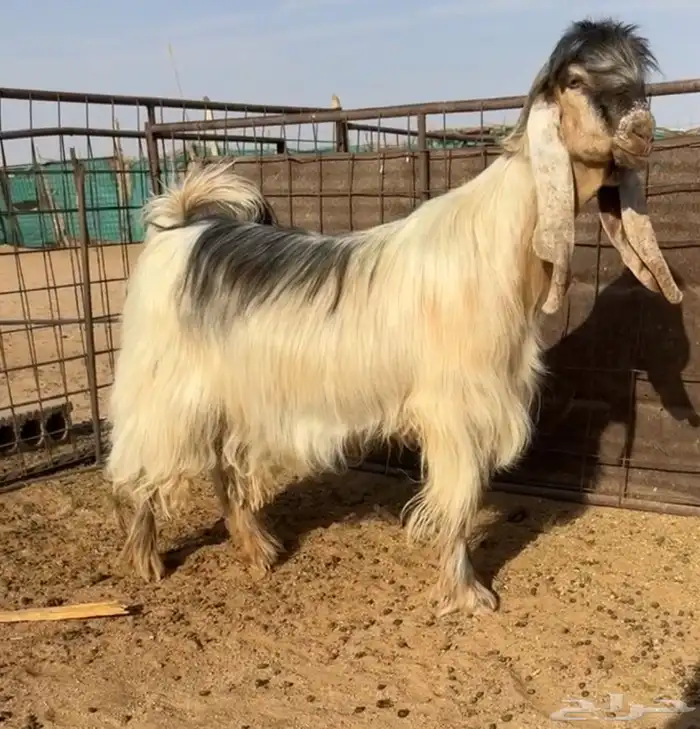 للبيع فحل عارضي اصفر 1