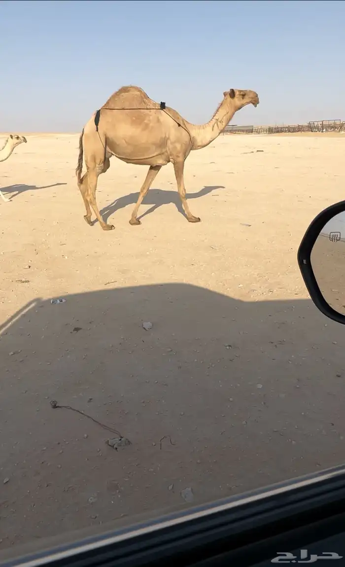 عشراء شعلا كفوو 0
