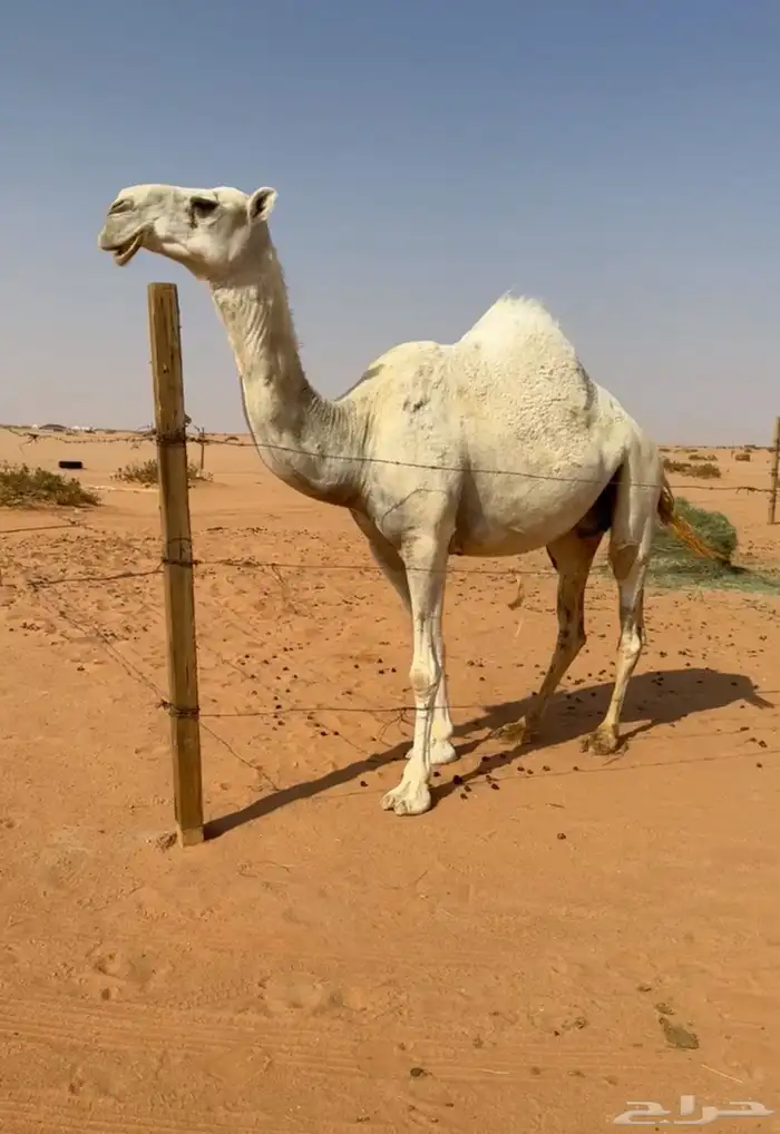 لقحه 2
