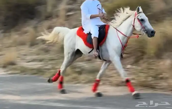 حصان 3