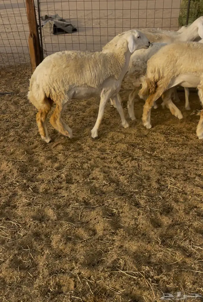 رخال مقاني 14