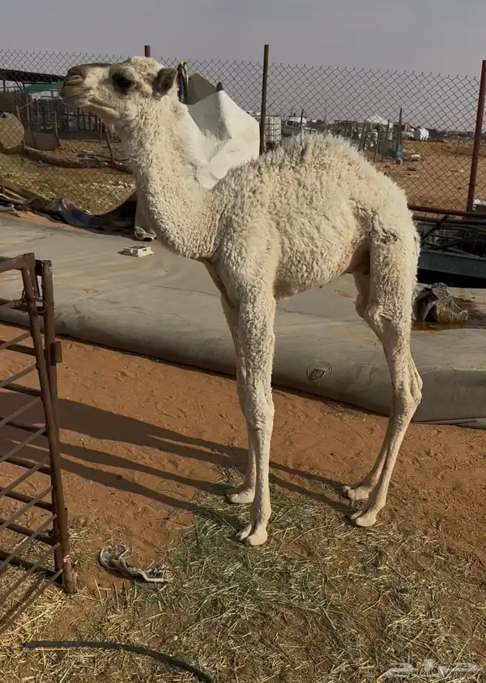 للبيع حوار عمره شهرين ونص 0