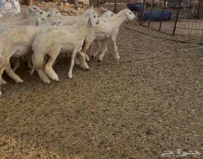 رخال مقاني 0