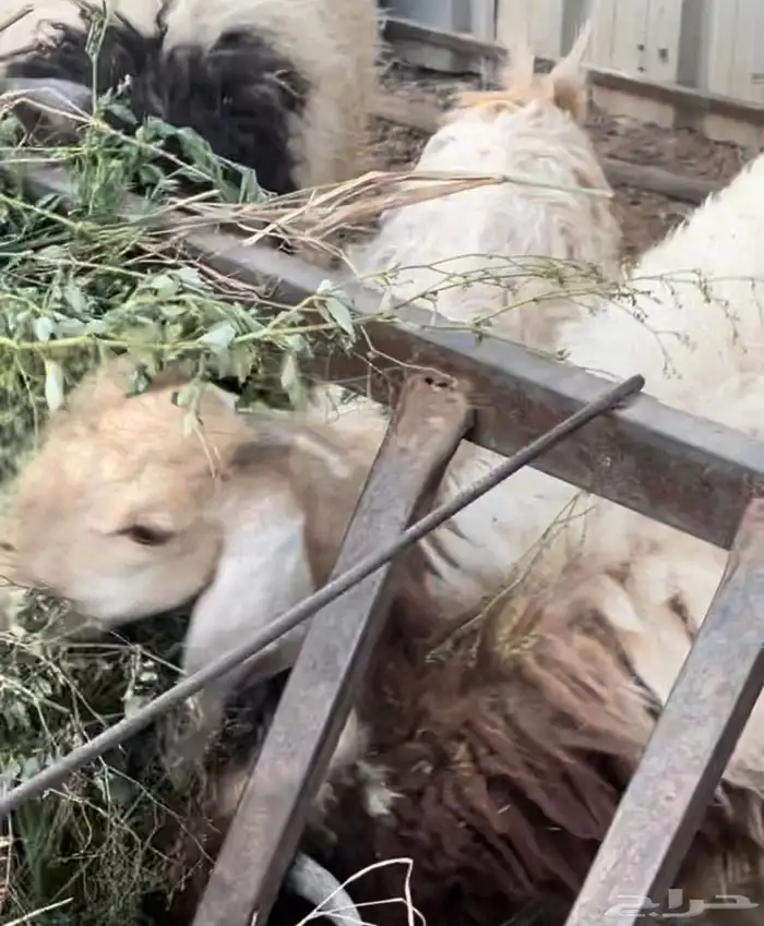 ذبايح للبيع 3