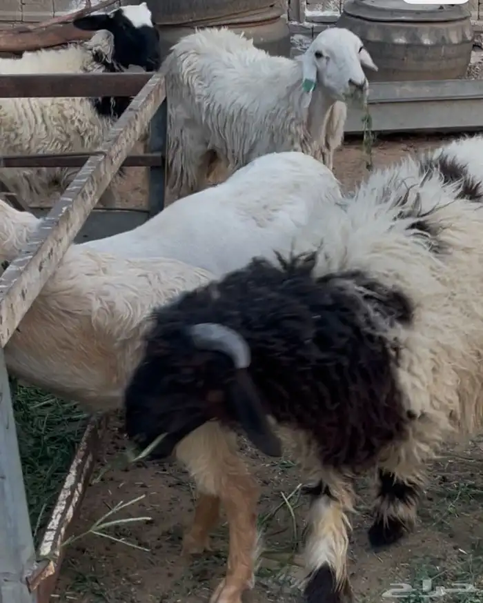 ذبايح للبيع 7