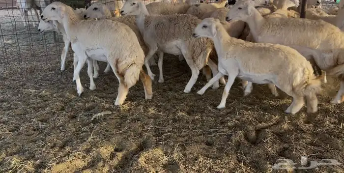 رخال مقاني 17