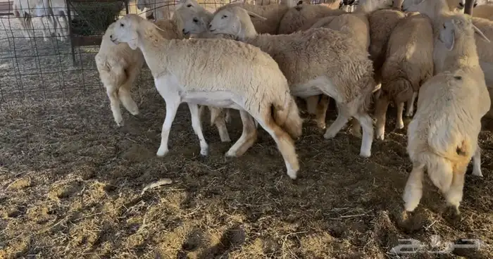 رخال مقاني 18