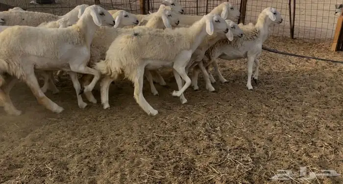 رخال مقاني 16