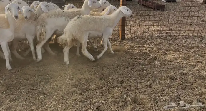 رخال مقاني 13