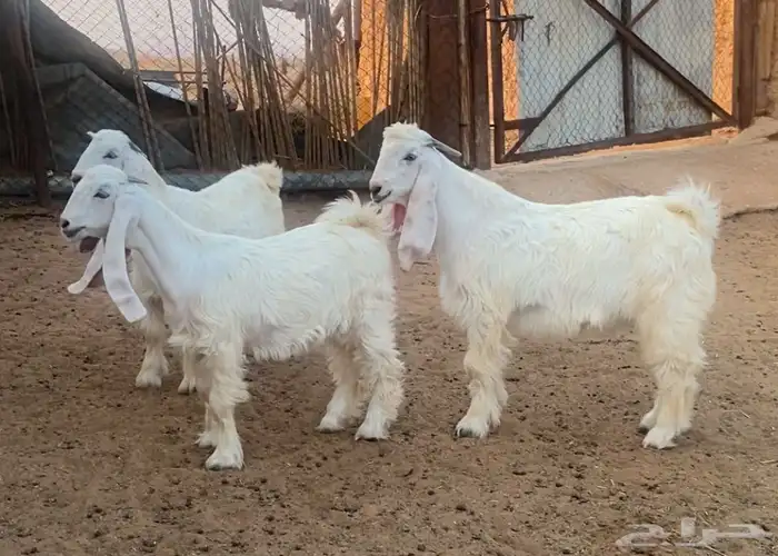 طقم جفرتين وتيس عوارض كريميات طيبه تم البيع 2