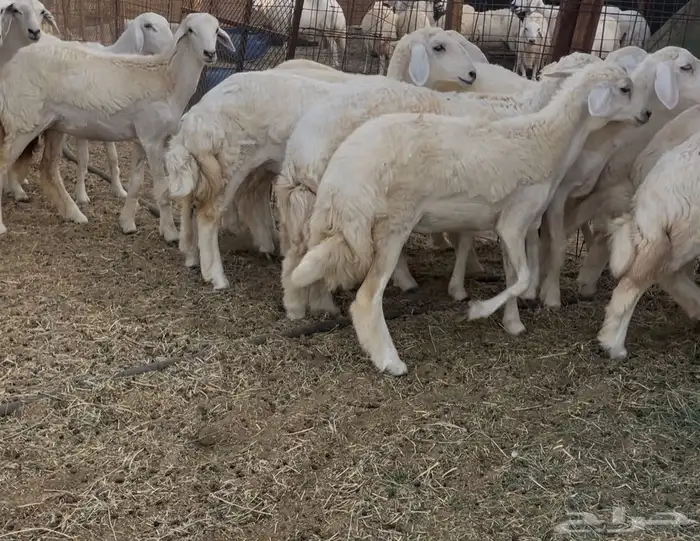 رخال مقاني 3