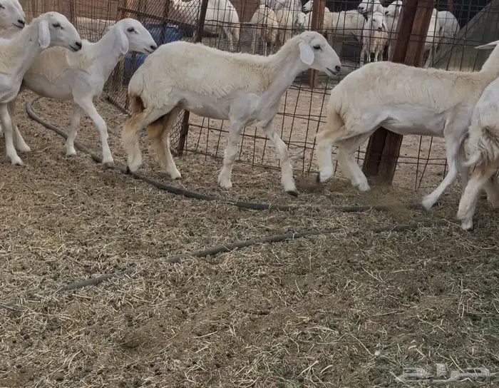 رخال مقاني 4