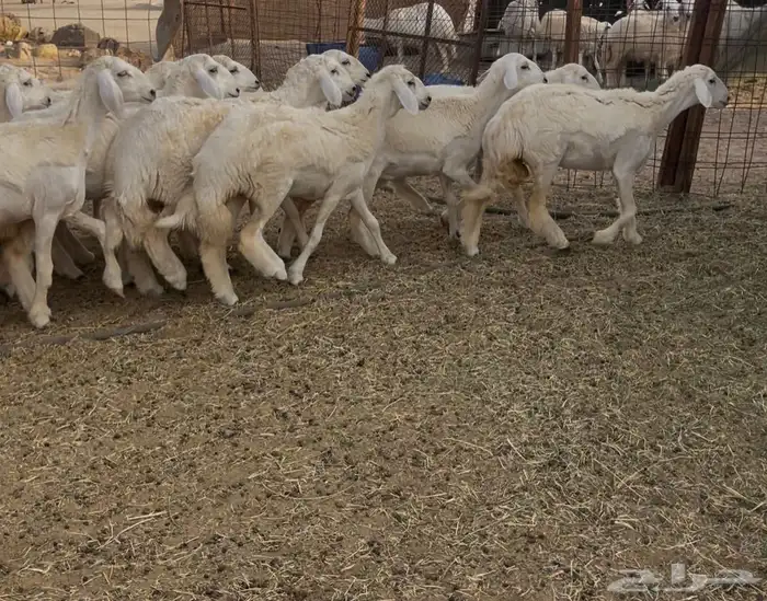 رخال مقاني 1