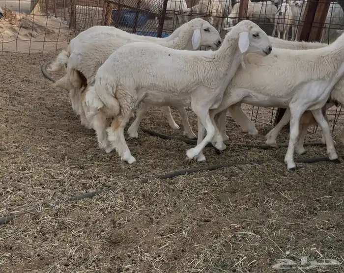 رخال مقاني 5