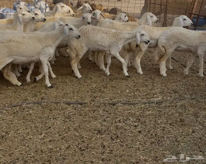 رخال مقاني 2