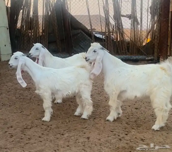 طقم جفرتين وتيس عوارض كريميات طيبه تم البيع 1