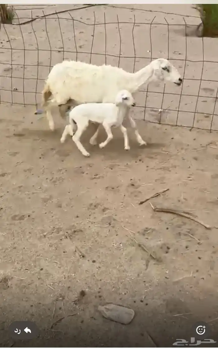 شاه عليها رخل 0