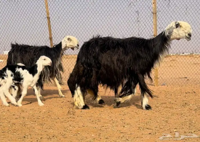 شياه رغايث نجد خصم تحتها طليان 0