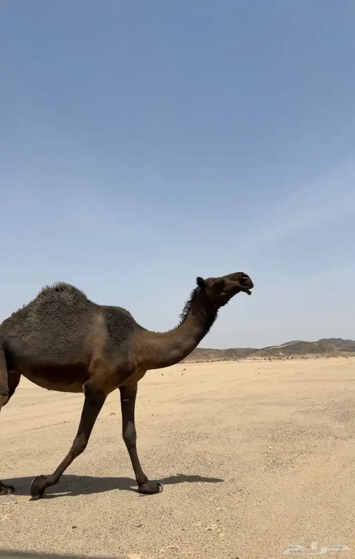 جذعه طيبه 0