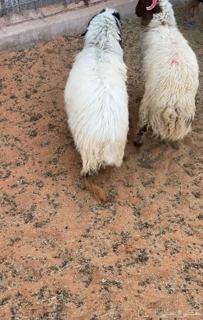 طليان نعيم جذعان طيبة بالحيل 5