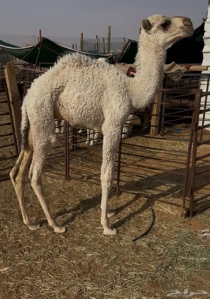 للبيع حوار عمره شهرين ونص 3