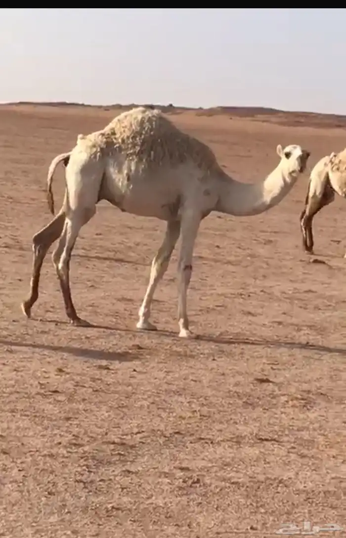 قعدان للبيع 3