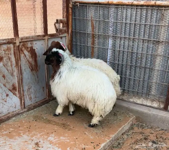 طليان نعيم جذعان طيبة بالحيل 2