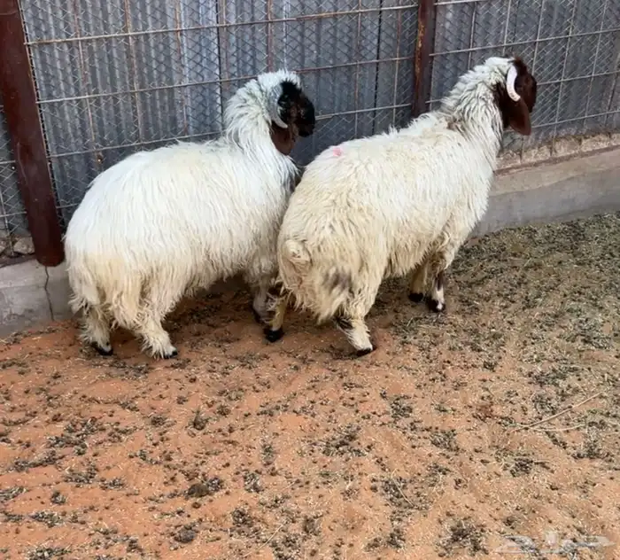 طليان نعيم جذعان طيبة بالحيل 0