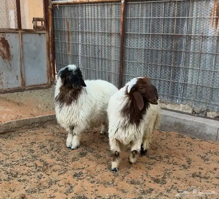 طليان نعيم جذعان طيبة بالحيل 4