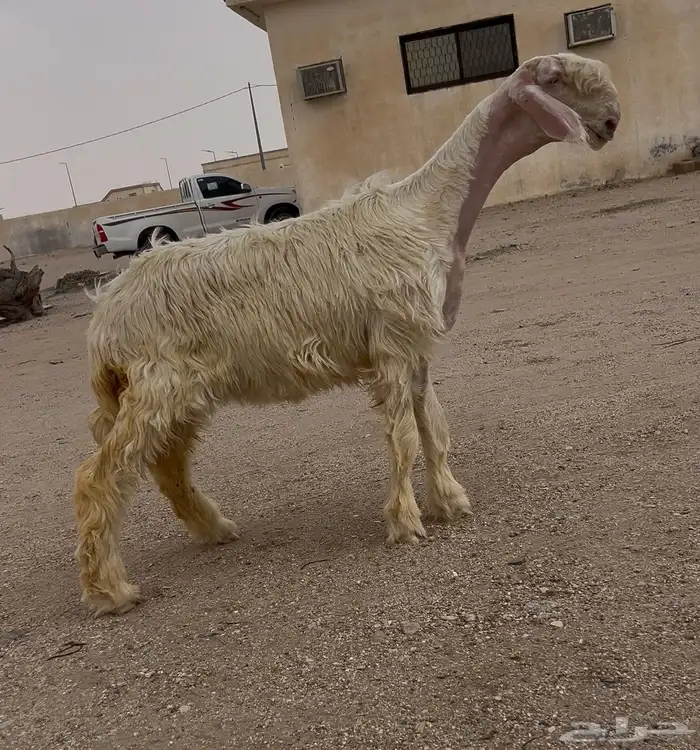 رخال نجد صنف بفحلها. ( تم. البيع ) 4