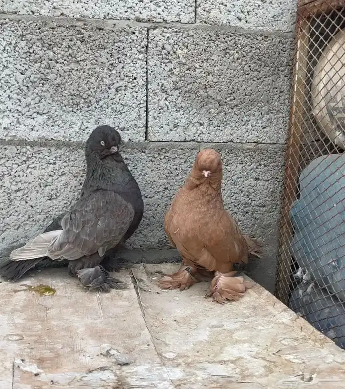 للبيع مجموعة حمام زينه 0