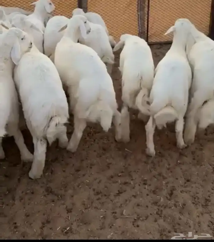 بهم مراح فاخر 0