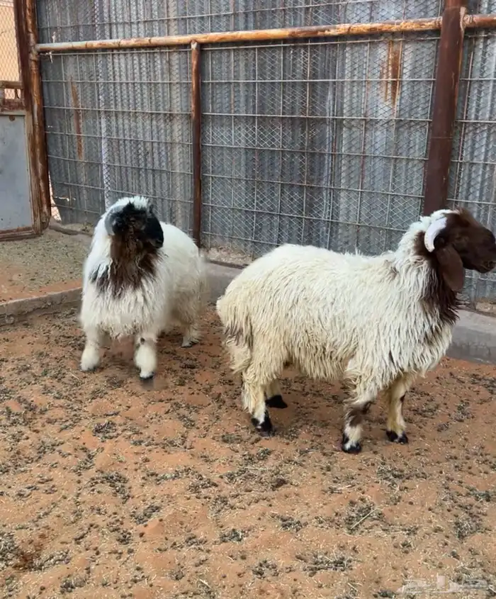 طليان نعيم جذعان طيبة بالحيل 3