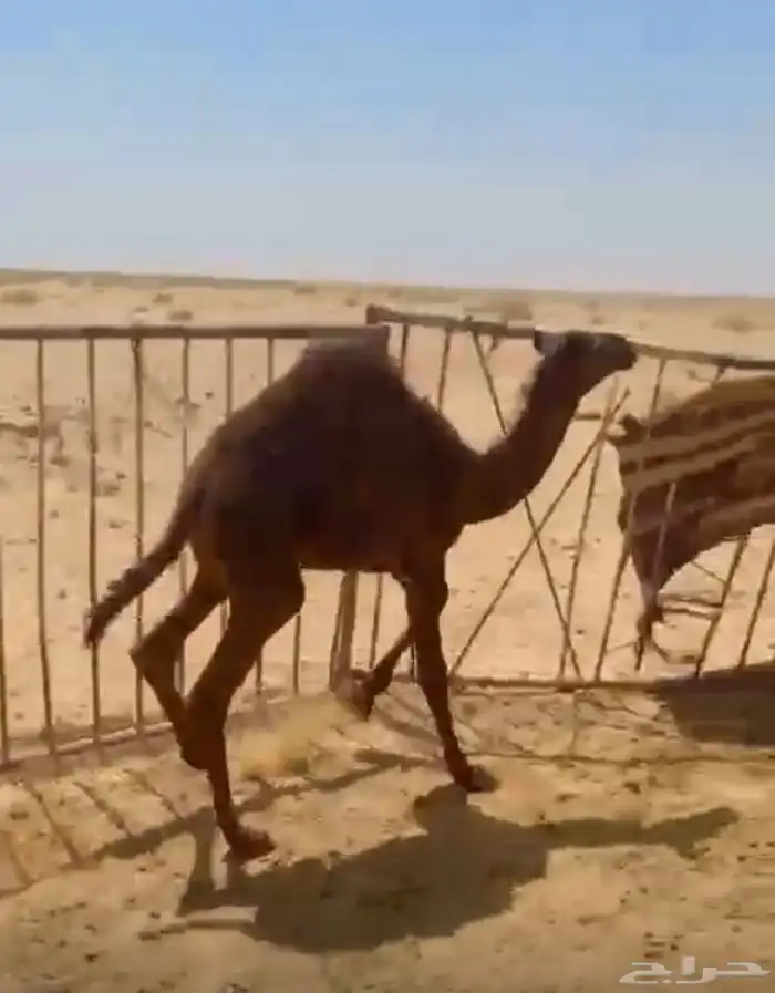 عدد 2 حيران. للبيع. اعمارهن. من 3 شهور الموقع. مدينة ظلم 4