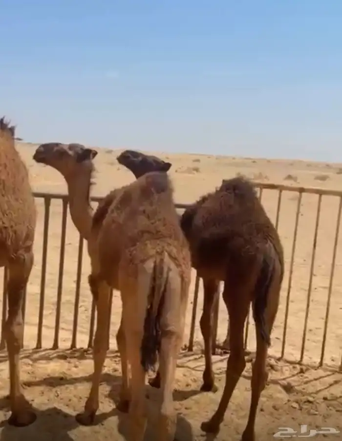عدد 2 حيران. للبيع. اعمارهن. من 3 شهور الموقع. مدينة ظلم 2