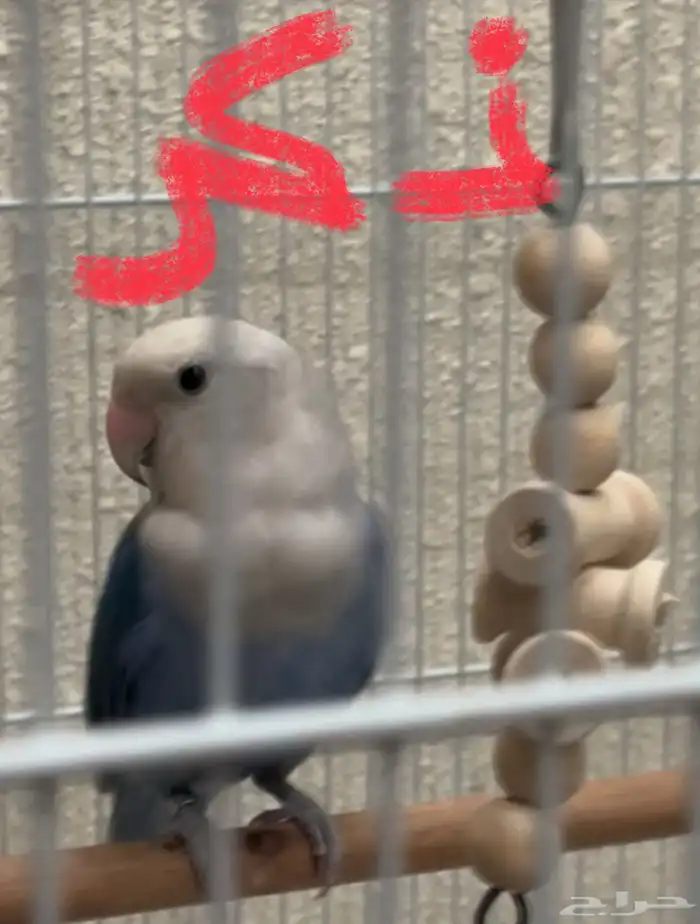زوج روز طفره 0